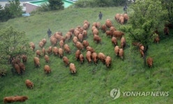 싱싱한 풀밭을 향해