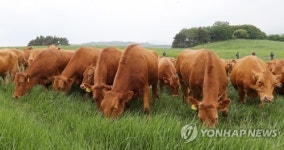 대관령 한우 올해 첫 방목