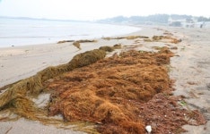 금빛해변 어디 갔지 제주 해수욕장 모래유실 골머리