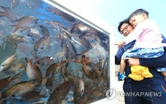 [주말 N 여행] 제주권: 초여름 바다 별미 맛봅써∼ 서귀포 보목 자리돔 축제