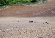 목 타는 고랭지 배추밭