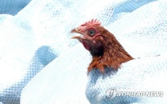 토종닭 저 죽기 싫어요