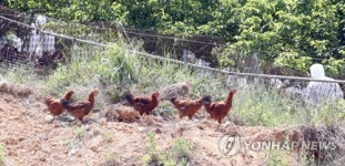 달아나는 토종닭