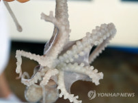 전남 낙지 금어기 오는 20일부터 한 달간…작년과 동일