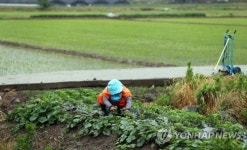 모처럼 단비…깨 빨리 심어야죠