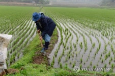 모처럼 단비…논두렁 다지기