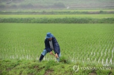 모처럼 단비…논두렁 다지기