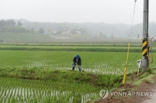 모처럼 단비…논두렁 다지기