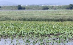 주남저수지 물 부족 놓고 환경단체-농어촌공사 공방