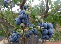 美 메인주 블루베리 농가 울상…공급과잉·가격하락