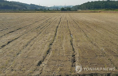 화성시 서신면 가뭄 피해 농지