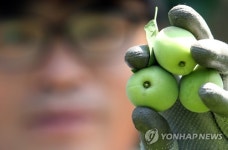 자연의 선물, 하동군 매실
