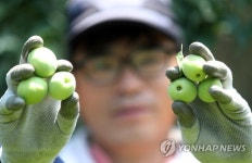 자연의 선물, 하동군 매실