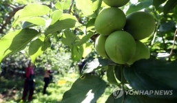 하동군 매실 수확 막바지
