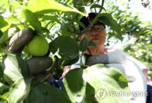 하동군 매실 수확 막바지