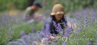 보랏빛 향기