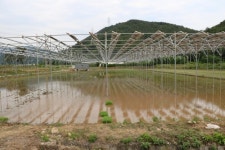 농사짓고 전기도 생산…일거양득 태양광발전 국내 첫 성공