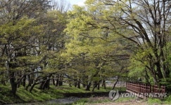 주실마을 숲