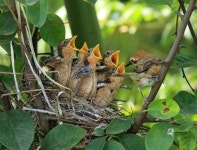 [연합이매진] 새들의 母情, 사람보다 못하지 않다