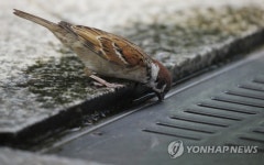 목 축이는 참새