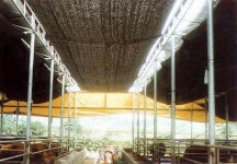 때 이른 폭염에 가축도 힘들어…여름 축사관리 요령은