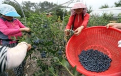 [카메라뉴스] 무더위 속 블루베리 수확