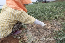 타들어가는 농부의 마음