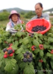 삼시세끼 마을 복분자 수확