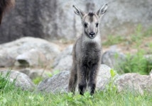 양구 산양증식센터서 어린 산양 5마리 탄생