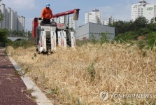 서산테크노밸리 도로변 보리 수확