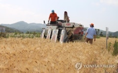 서산테크노밸리 도로변 보리 수확