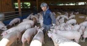 동물복지인증농장에서 돼지답게 키웁니다