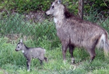 어린 산양이 또 태어났어요