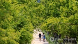 시원함을 선사하는 가로수 길
