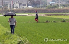 비내리자 분주한 농촌