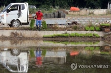 비내리자 분주한 농촌