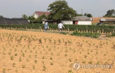 집 근처라서 조금씩 물을 줄 수 있어요