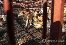 美 하원서 개·고양이 고기 유통금지 결의안 발의