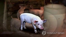 안동 돈사에서 불…2천여마리 타죽어