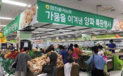 농협유통·율곡농협, 합천서 가뭄 이겨낸 양파 특판