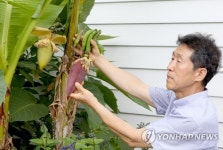 바나나와 파초 이렇게 구분해요