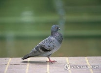 까치가 왜 우리 시 상징?…유래 모를 지자체 상징물