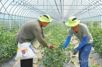 한국에서 구슬땀 흘리는 외국인 계절근로자