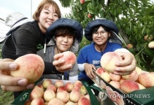 크고 맛있는 복숭아 유미 드셔보세요