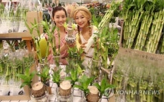 요즘은 반려식물이 대세