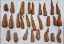 대학농장서 1억 들인 신품종 개발용 당근 80㎏ 캐 가