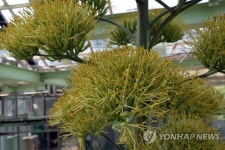 강원도립화목원에 세기의 꽃 용설란