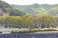 진안 하초마을 숲 국가산림문화자산 지정