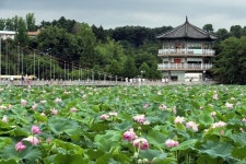 [카메라뉴스] 전주 덕진공원 장맛비 속 연꽃 만개