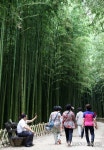 시원한 대나무숲 걸어요